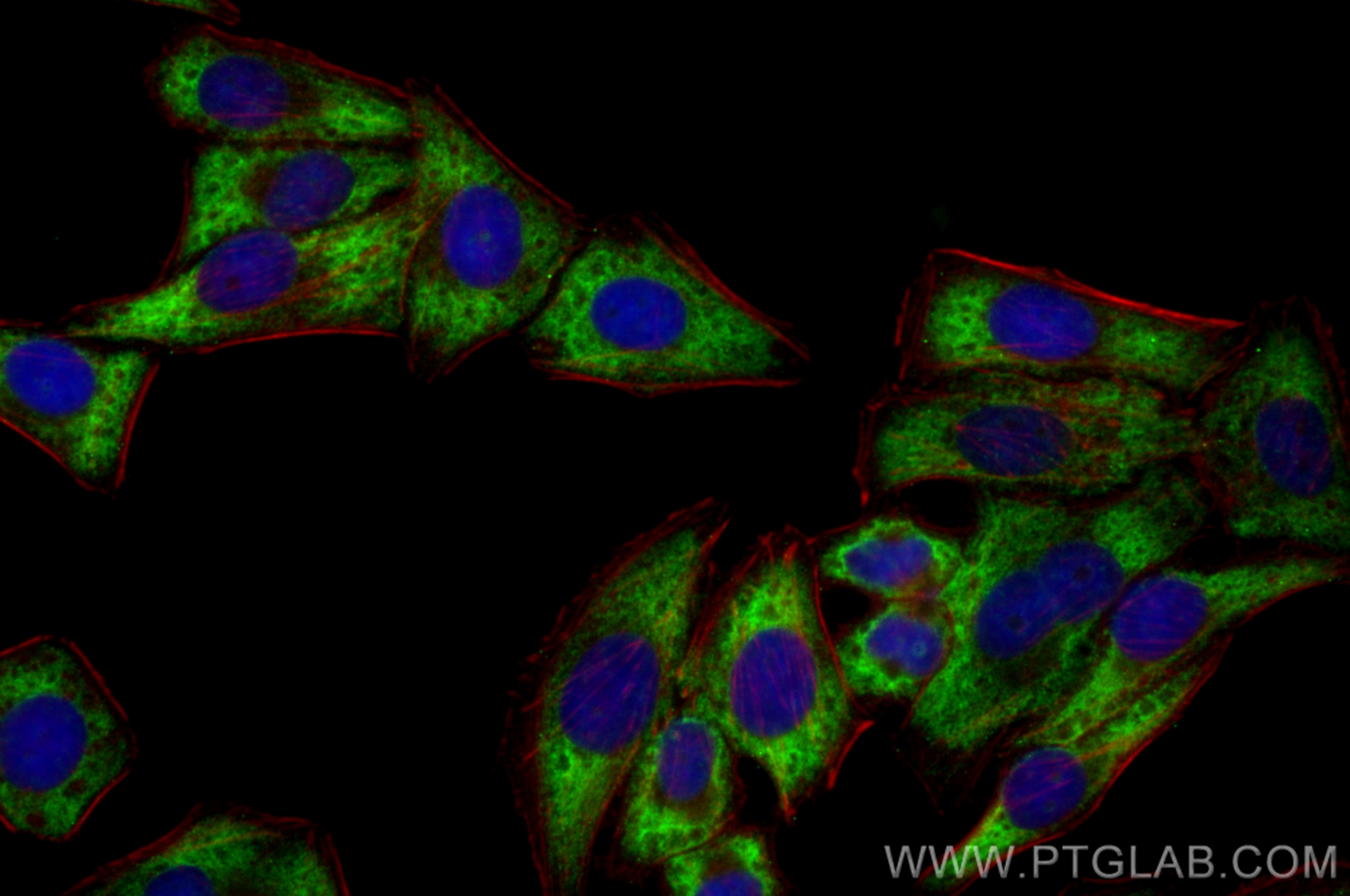 Immunofluorescence (IF) / fluorescent staining of HepG2 cells using CoraLite® Plus 488-conjugated ALDOB Monoclonal ant (CL488-68396)