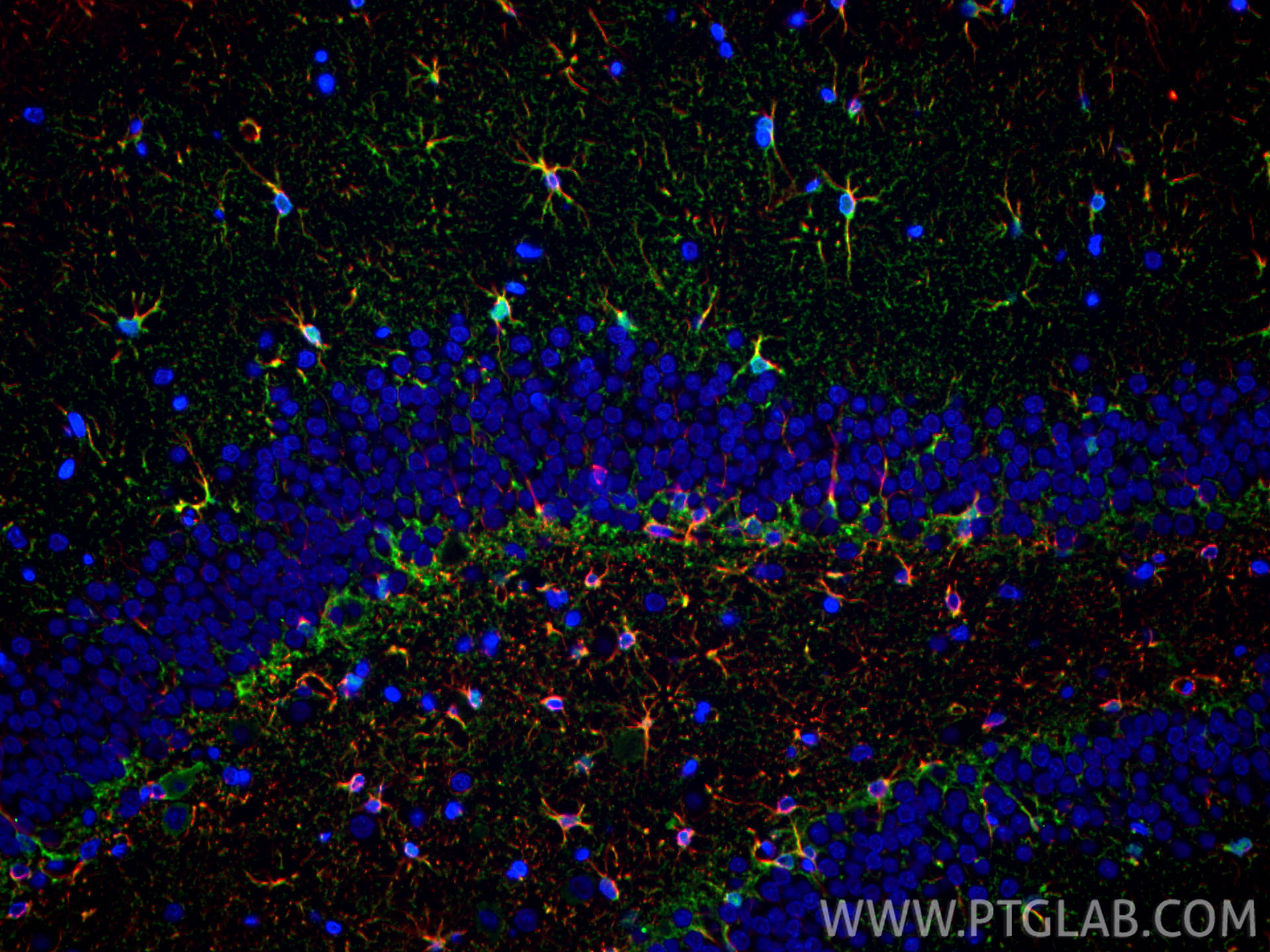 Immunofluorescence (IF) / fluorescent staining of rat brain tissue using Aldolase C Polyclonal antibody (14884-1-AP)