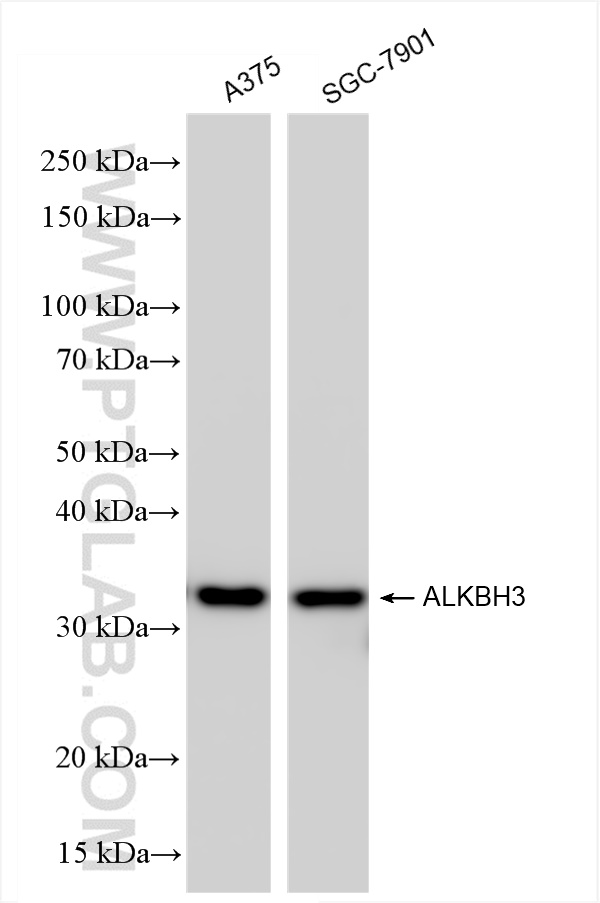 Western Blot (WB) analysis of various lysates using ALKBH3 Recombinant antibody (84314-2-RR)