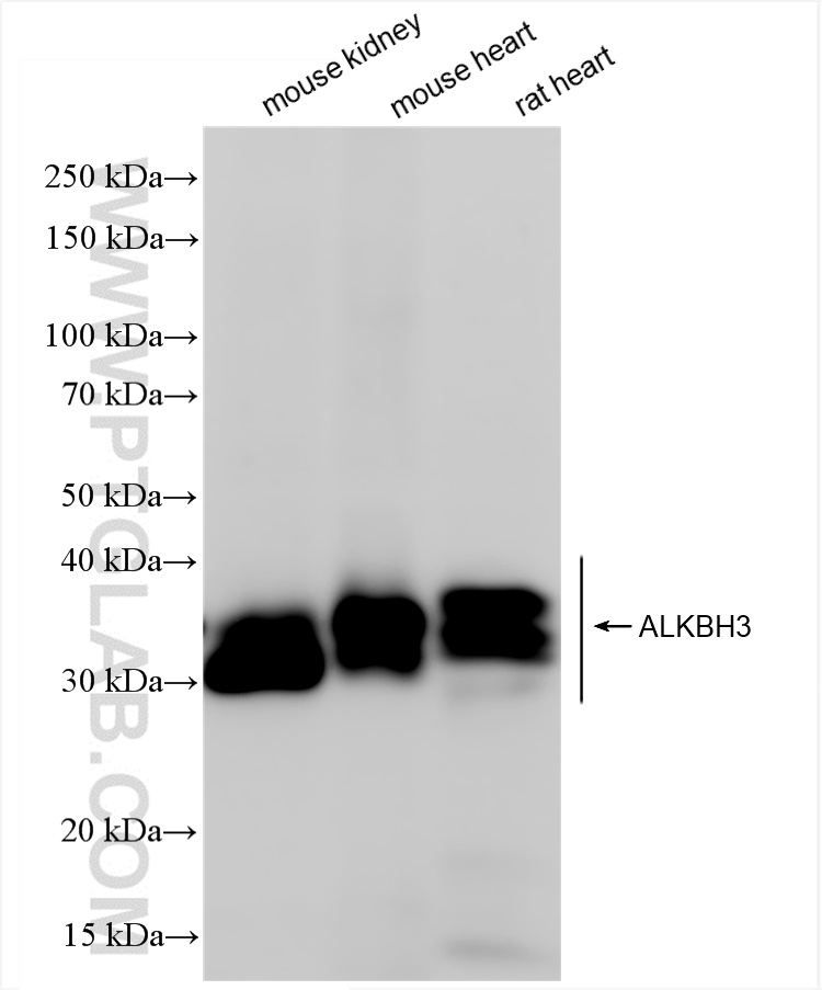 Western Blot (WB) analysis of various lysates using ALKBH3 Recombinant antibody (84314-2-RR)