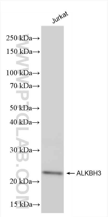 Western Blot (WB) analysis of various lysates using ALKBH3 Recombinant antibody (84314-3-RR)