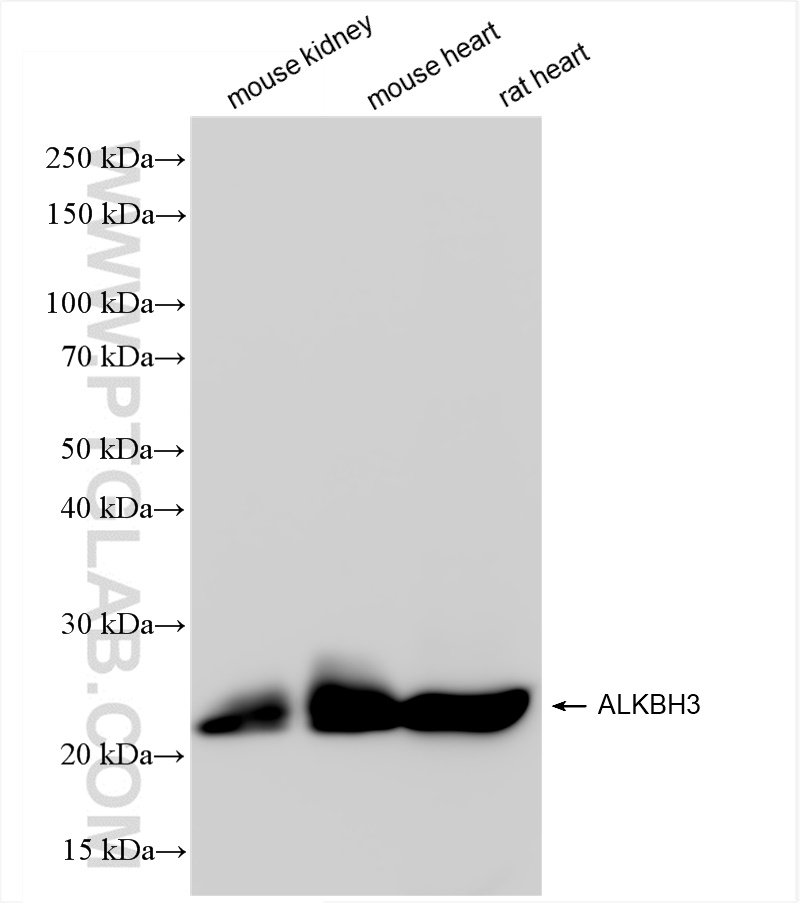 Western Blot (WB) analysis of various lysates using ALKBH3 Recombinant antibody (84314-3-RR)