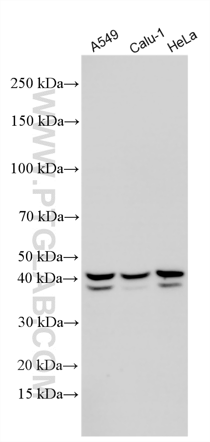 Western Blot (WB) analysis of various lysates using ALKBH5 Polyclonal antibody (16837-1-AP)