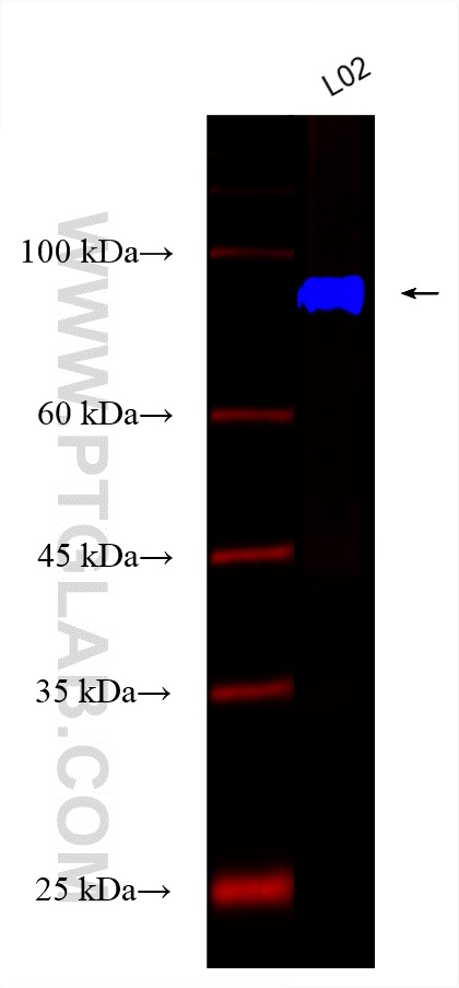 Western Blot (WB) analysis of various lysates using CoraLite® Plus 750-conjugated ALPL Recombinant ant (CL750-82915-2)