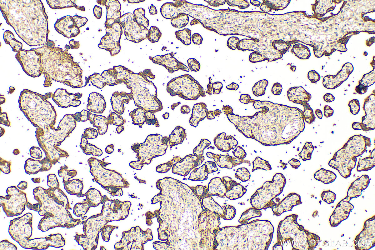 Immunohistochemistry (IHC) staining of human placenta tissue using ALPPL2 Polyclonal antibody (18506-1-AP)