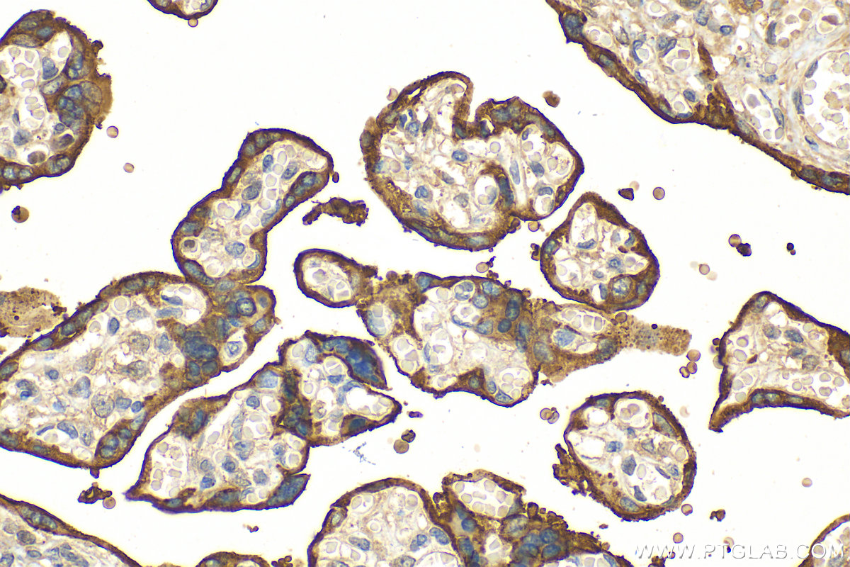 Immunohistochemistry (IHC) staining of human placenta tissue using ALPPL2 Polyclonal antibody (18506-1-AP)