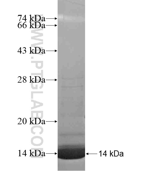 ALS2CR4 fusion protein Ag20896 SDS-PAGE