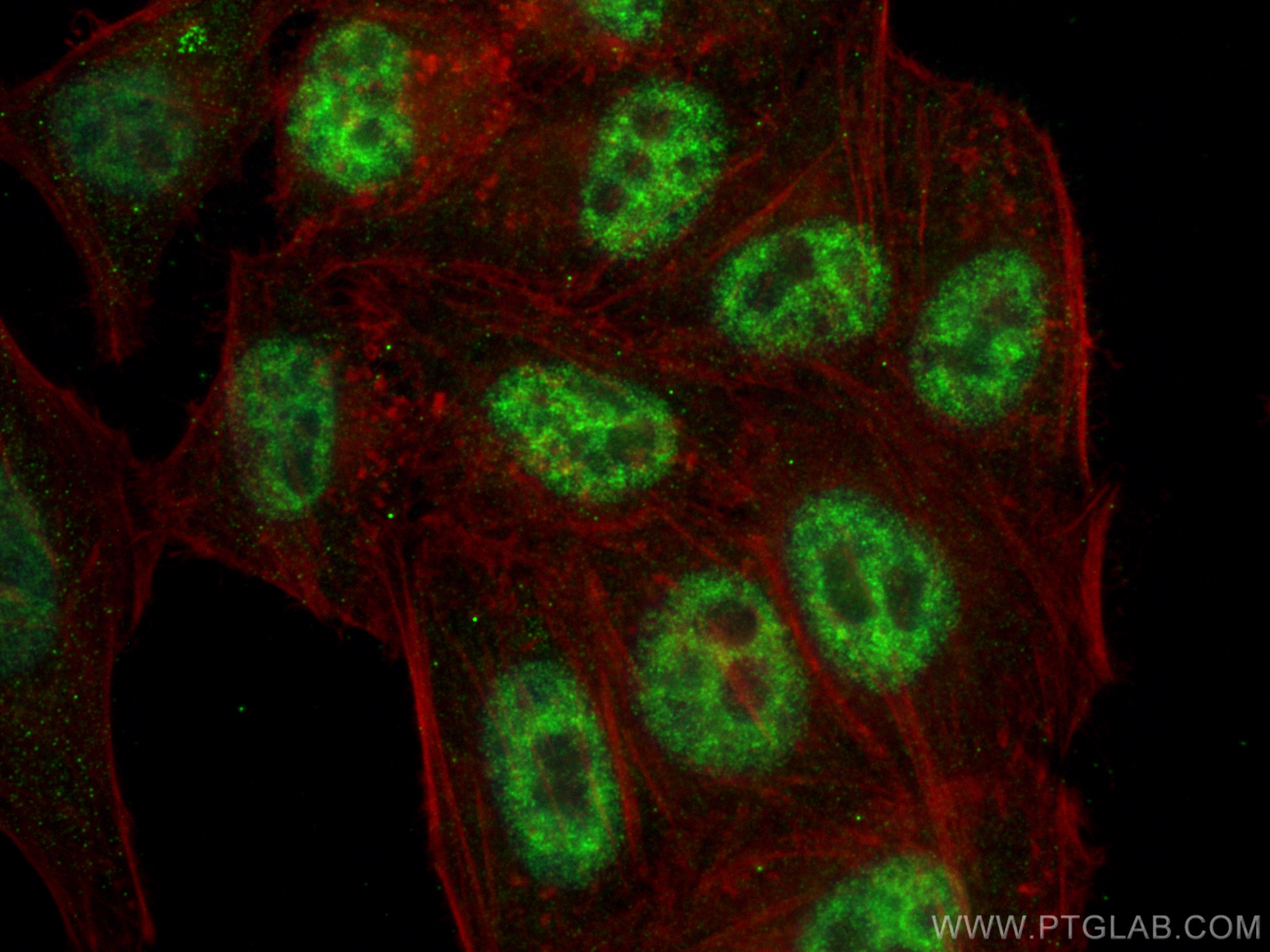 Immunofluorescence (IF) / fluorescent staining of HepG2 cells using ALY Polyclonal antibody (16690-1-AP)