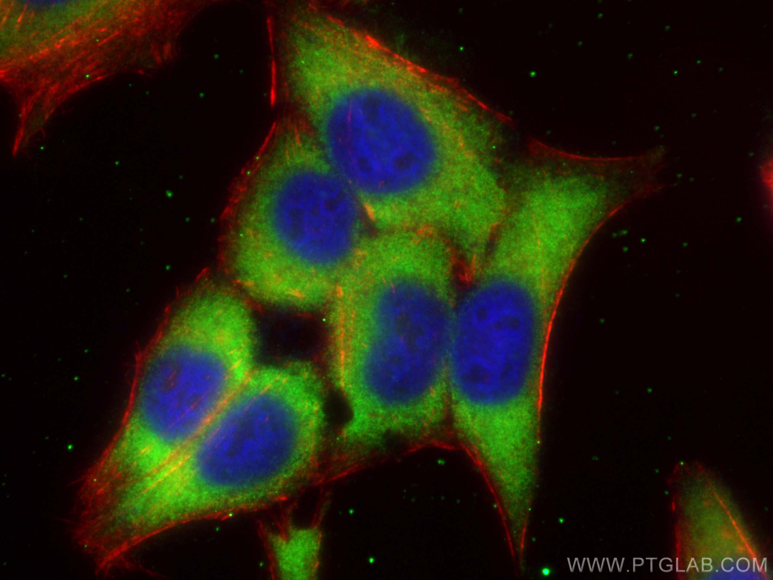Immunofluorescence (IF) / fluorescent staining of HepG2 cells using AMFR/GP78 Polyclonal antibody (16675-1-AP)