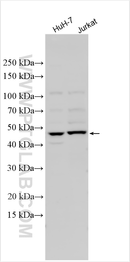 Western Blot (WB) analysis of various lysates using AMN Polyclonal antibody (32038-1-AP)