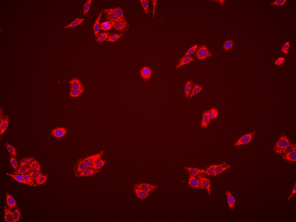 Immunofluorescence (IF) / fluorescent staining of HepG2 cells using AMT Monoclonal antibody (67532-1-Ig)