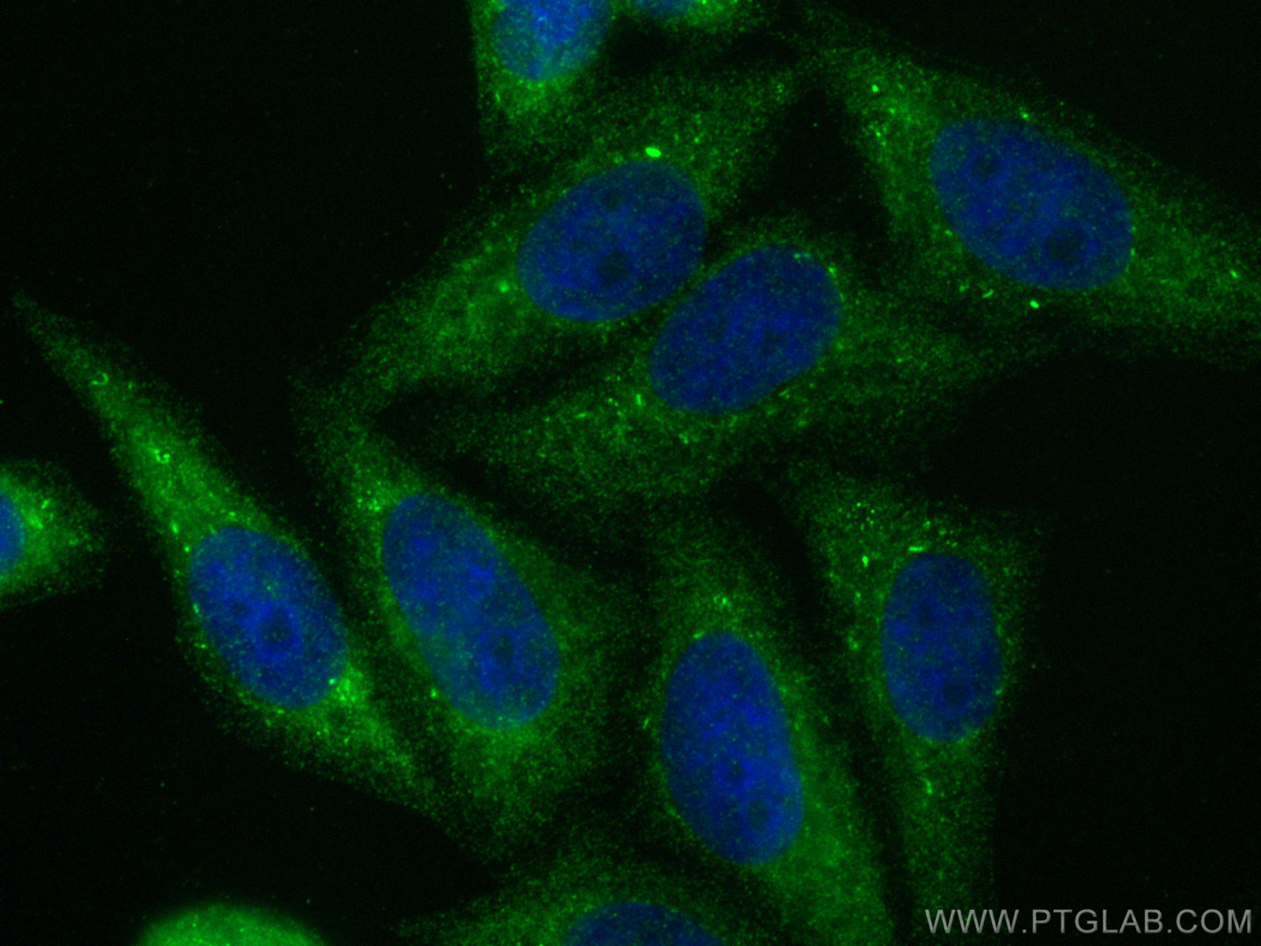 Immunofluorescence (IF) / fluorescent staining of HepG2 cells using AMZ1 Polyclonal antibody (24484-1-AP)