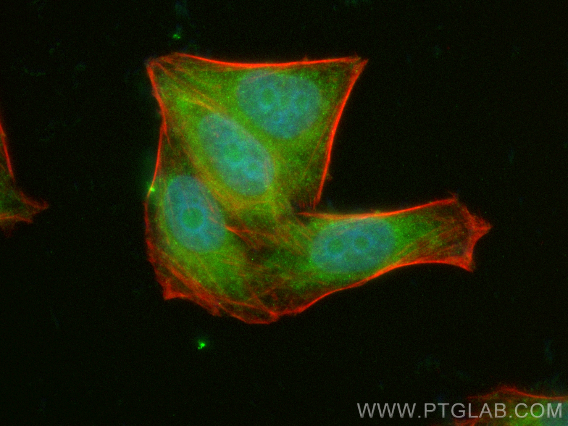 Immunofluorescence (IF) / fluorescent staining of HepG2 cells using CoraLite® Plus 488-conjugated AMZ2 Polyclonal anti (CL488-16664)