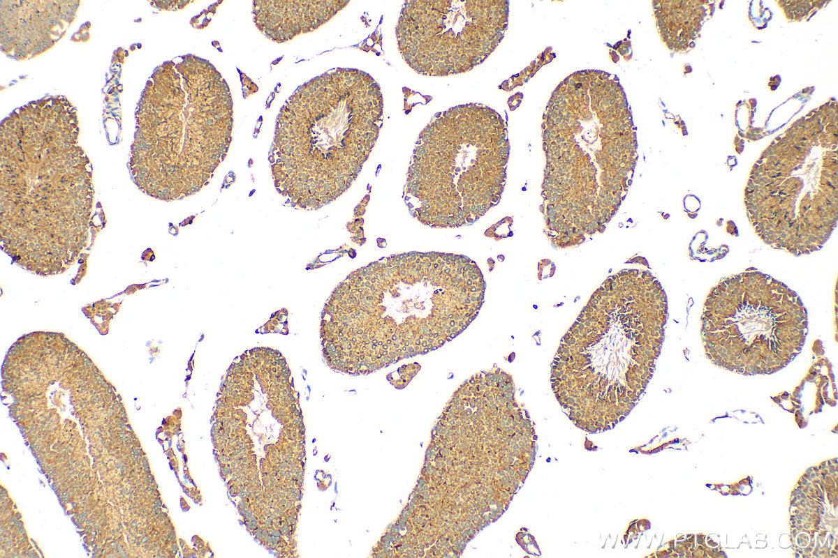 Immunohistochemistry (IHC) staining of mouse testis tissue using APC1 Polyclonal antibody (21748-1-AP)