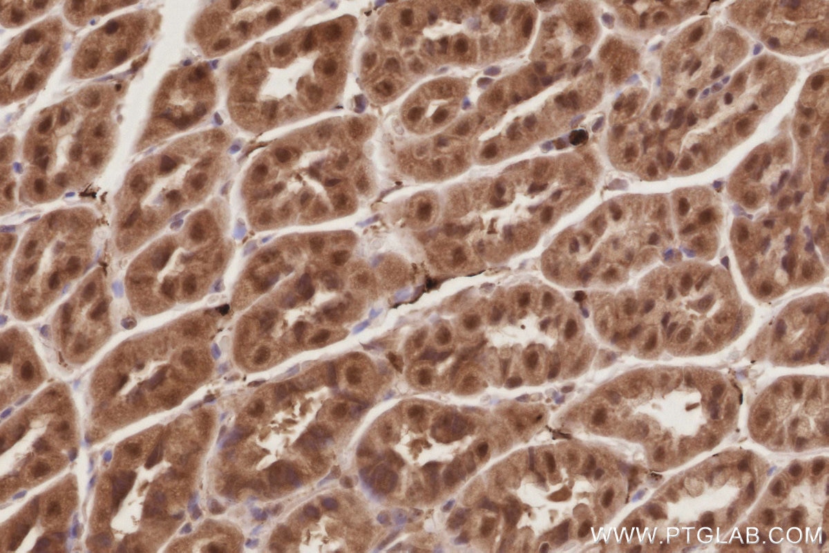 Immunohistochemistry (IHC) staining of mouse stomach tissue using APC1 Polyclonal antibody (21748-1-AP)
