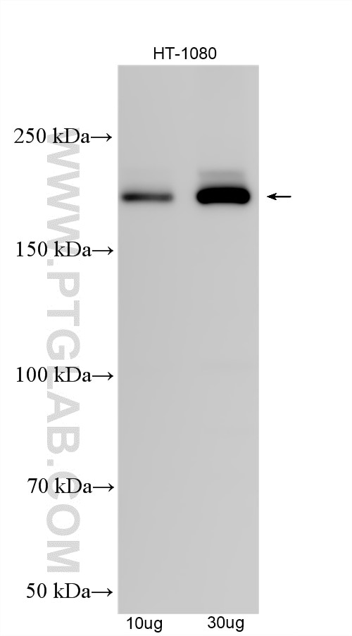 Western Blot (WB) analysis of various lysates using APC1 Polyclonal antibody (21748-1-AP)