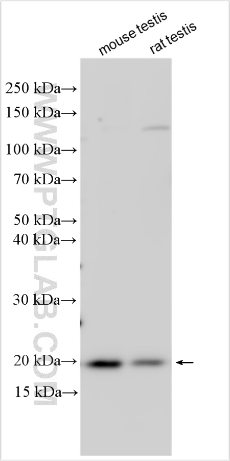 Western Blot (WB) analysis of various lysates using ANAPC10 Polyclonal antibody (15788-1-AP)