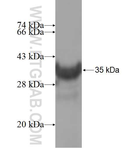 ANAPC13 fusion protein Ag8601 SDS-PAGE