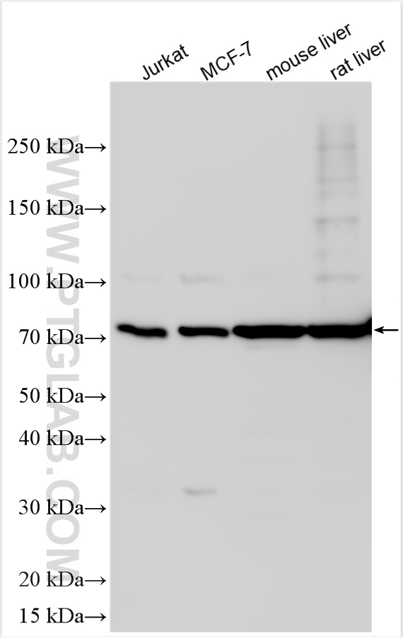 Western Blot (WB) analysis of various lysates using ANGPTL1 Polyclonal antibody (26934-1-AP)