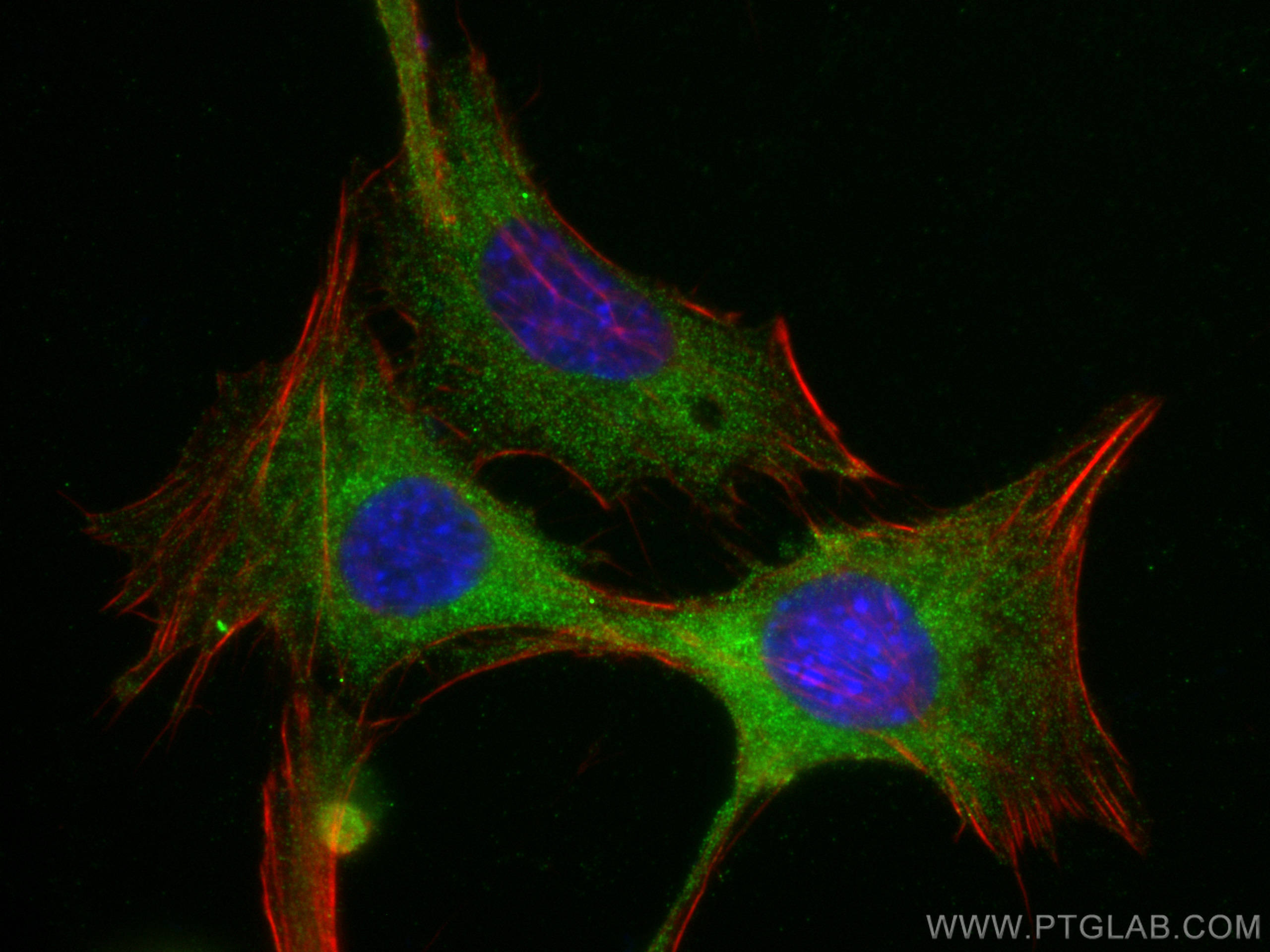 Immunofluorescence (IF) / fluorescent staining of NIH/3T3 cells using ANGPTL4 Polyclonal antibody (18374-1-AP)