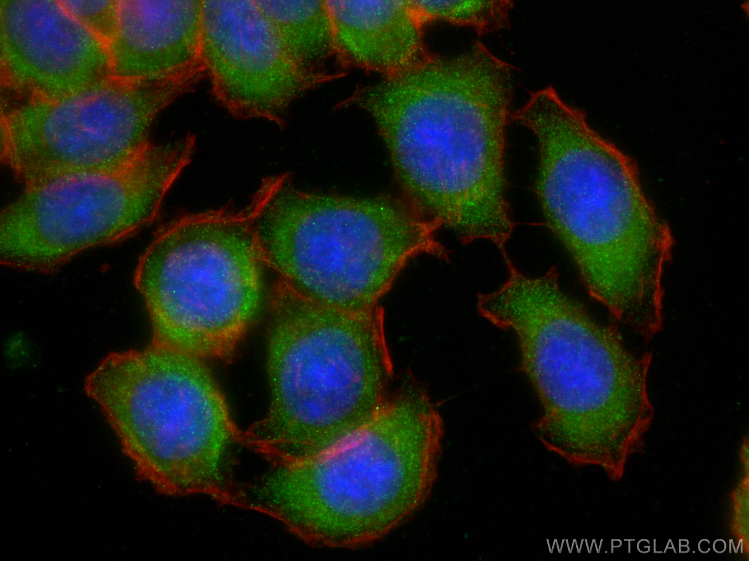 Immunofluorescence (IF) / fluorescent staining of HT-29 cells using ANGPTL4 Polyclonal antibody (18374-1-AP)