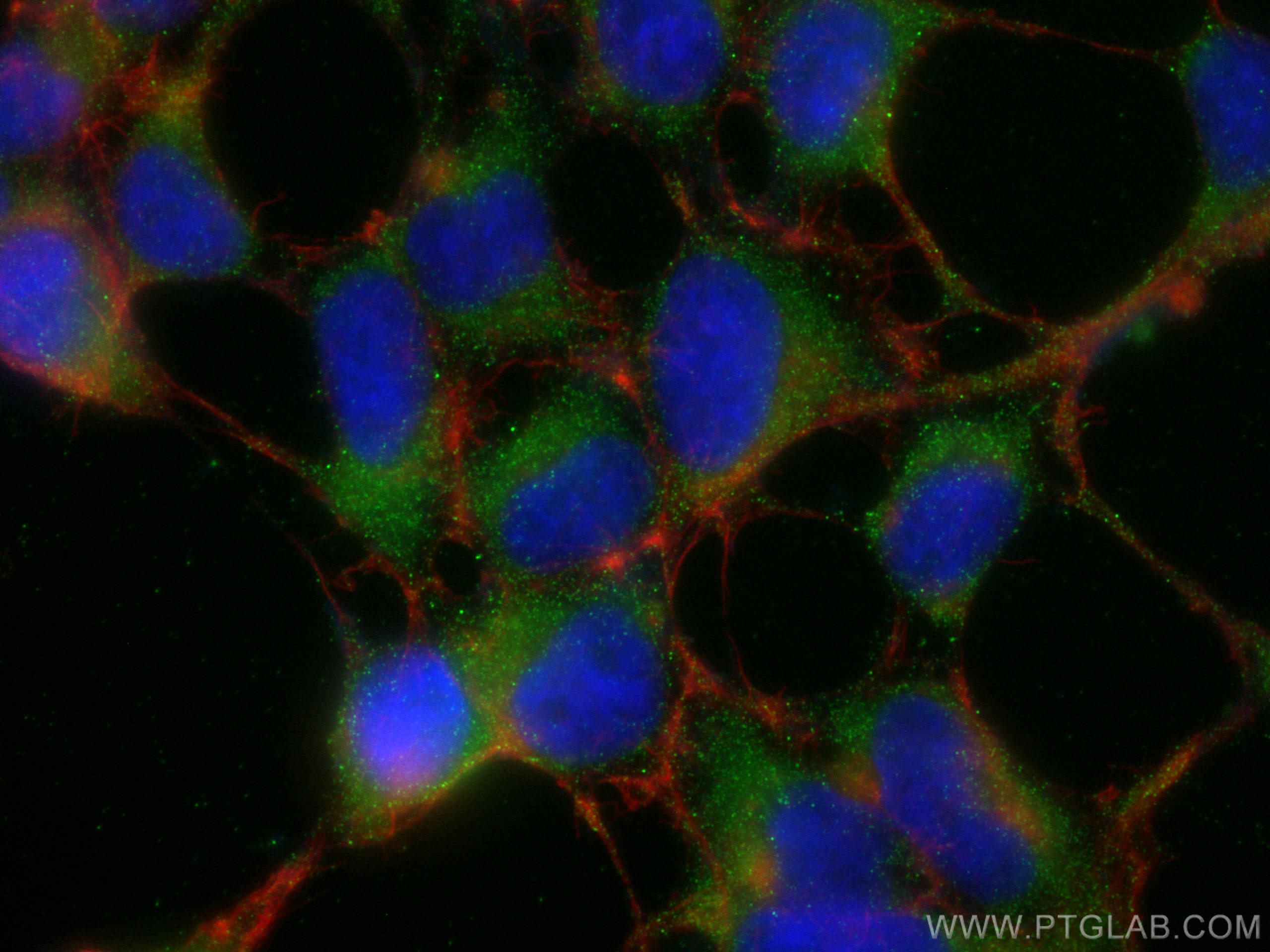 Immunofluorescence (IF) / fluorescent staining of HEK-293 cells using ANGPTL4 Polyclonal antibody (18374-1-AP)