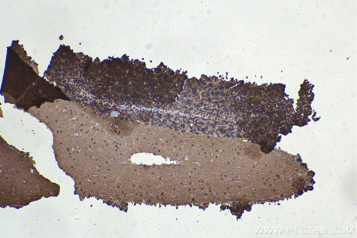 Immunohistochemistry (IHC) staining of rat cerebellum tissue using ANK1 Polyclonal antibody (23938-1-AP)