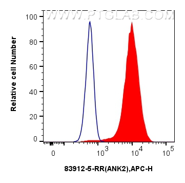 Flow cytometry (FC) experiment of HEK-293 cells using ANK2 Recombinant antibody (83912-5-RR)