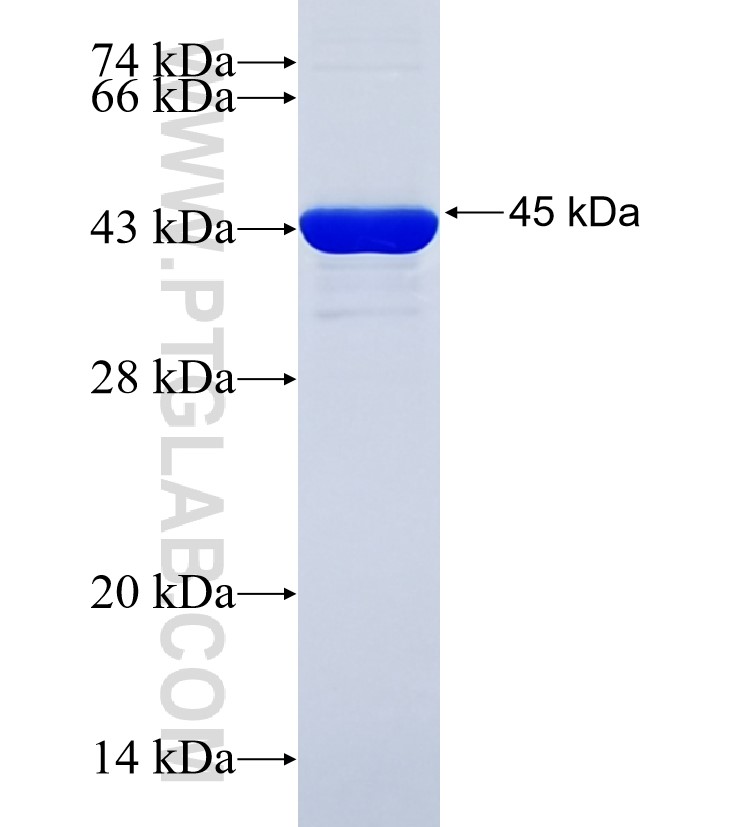 ANK2 fusion protein Ag34642 SDS-PAGE