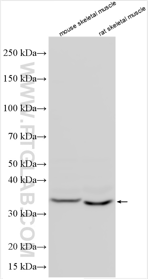 Western Blot (WB) analysis of various lysates using ANKRA2 Polyclonal antibody (12523-1-AP)