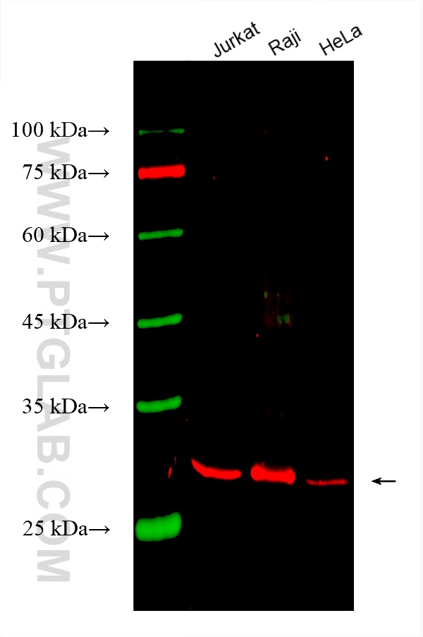 Western Blot (WB) analysis of various lysates using CoraLite®594-conjugated ANP32A Monoclonal antibody (CL594-67687)