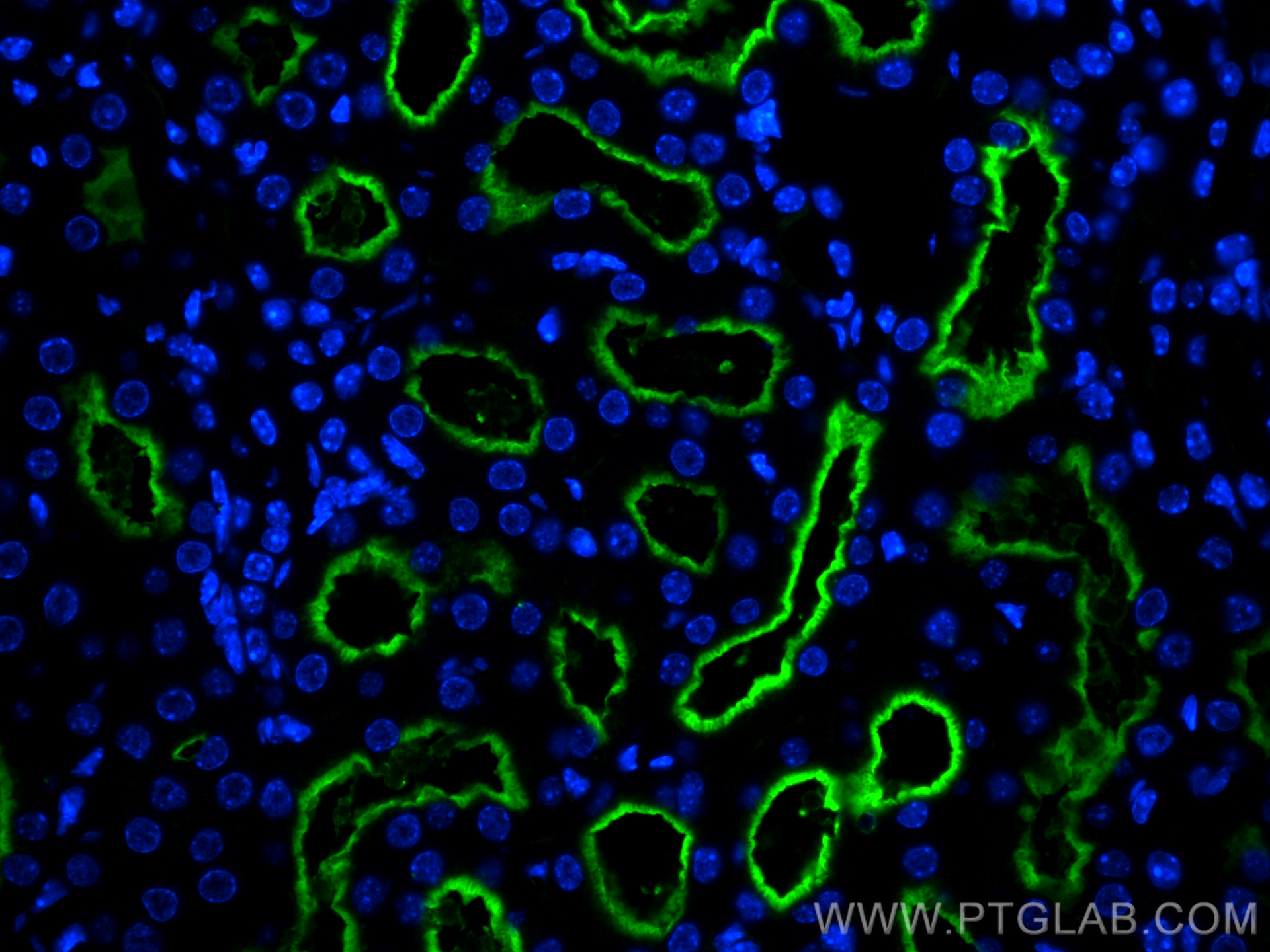 Immunofluorescence (IF) / fluorescent staining of mouse kidney tissue using CD13 Monoclonal antibody (66211-1-Ig)