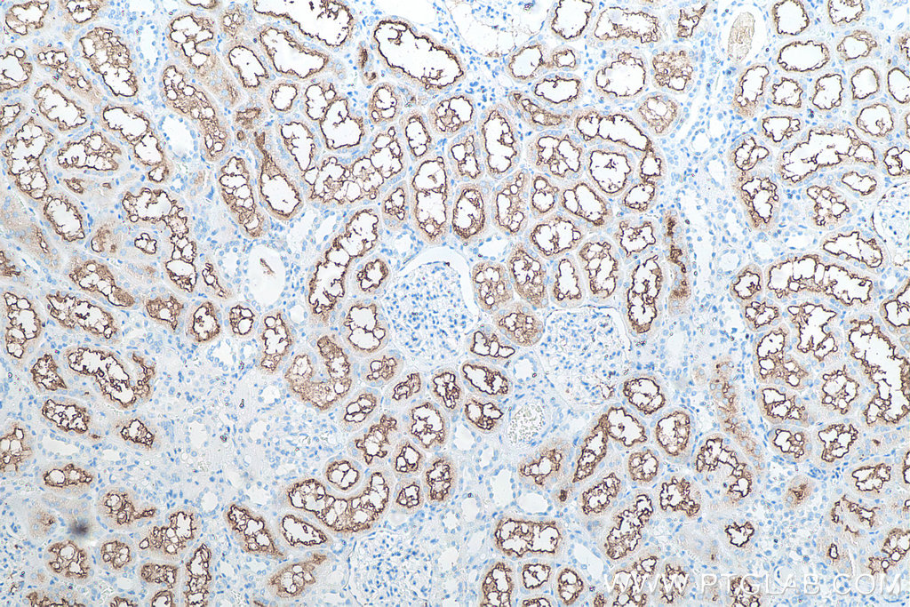 Immunohistochemistry (IHC) staining of human kidney tissue using CD13 Monoclonal antibody (66211-1-Ig)