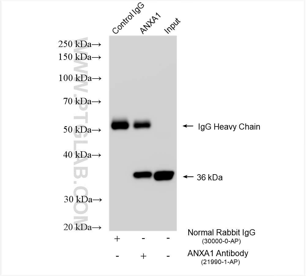 Immunoprecipitation (IP) experiment of HeLa cells using Annexin A1 Polyclonal antibody (21990-1-AP)
