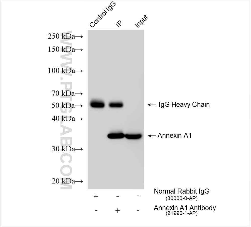 Immunoprecipitation (IP) experiment of HeLa cells using Annexin A1 Polyclonal antibody (21990-1-AP)