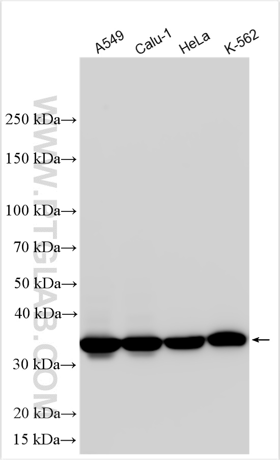 Western Blot (WB) analysis of various lysates using Annexin A1 Polyclonal antibody (21990-1-AP)