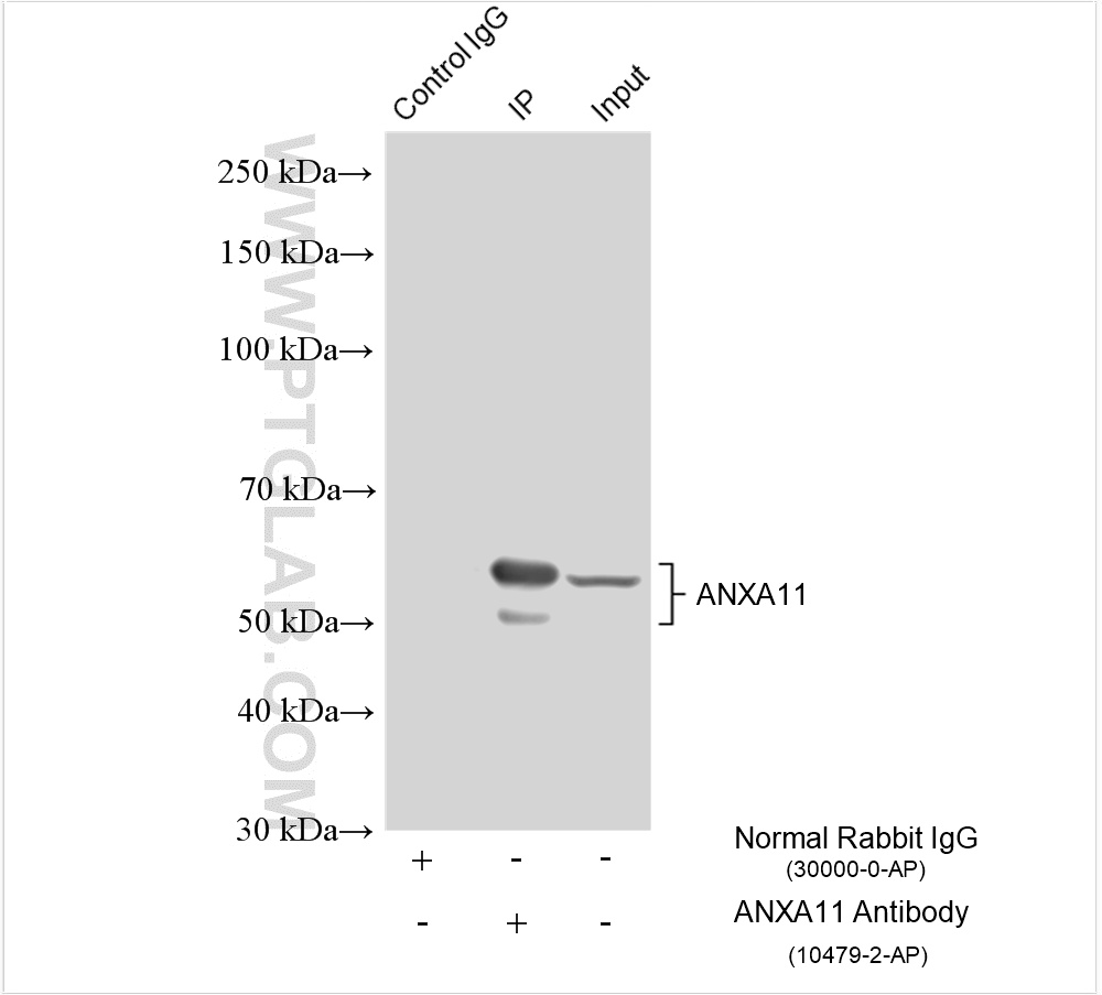 Immunoprecipitation (IP) experiment of HeLa cells using Annexin A11 Polyclonal antibody (10479-2-AP)