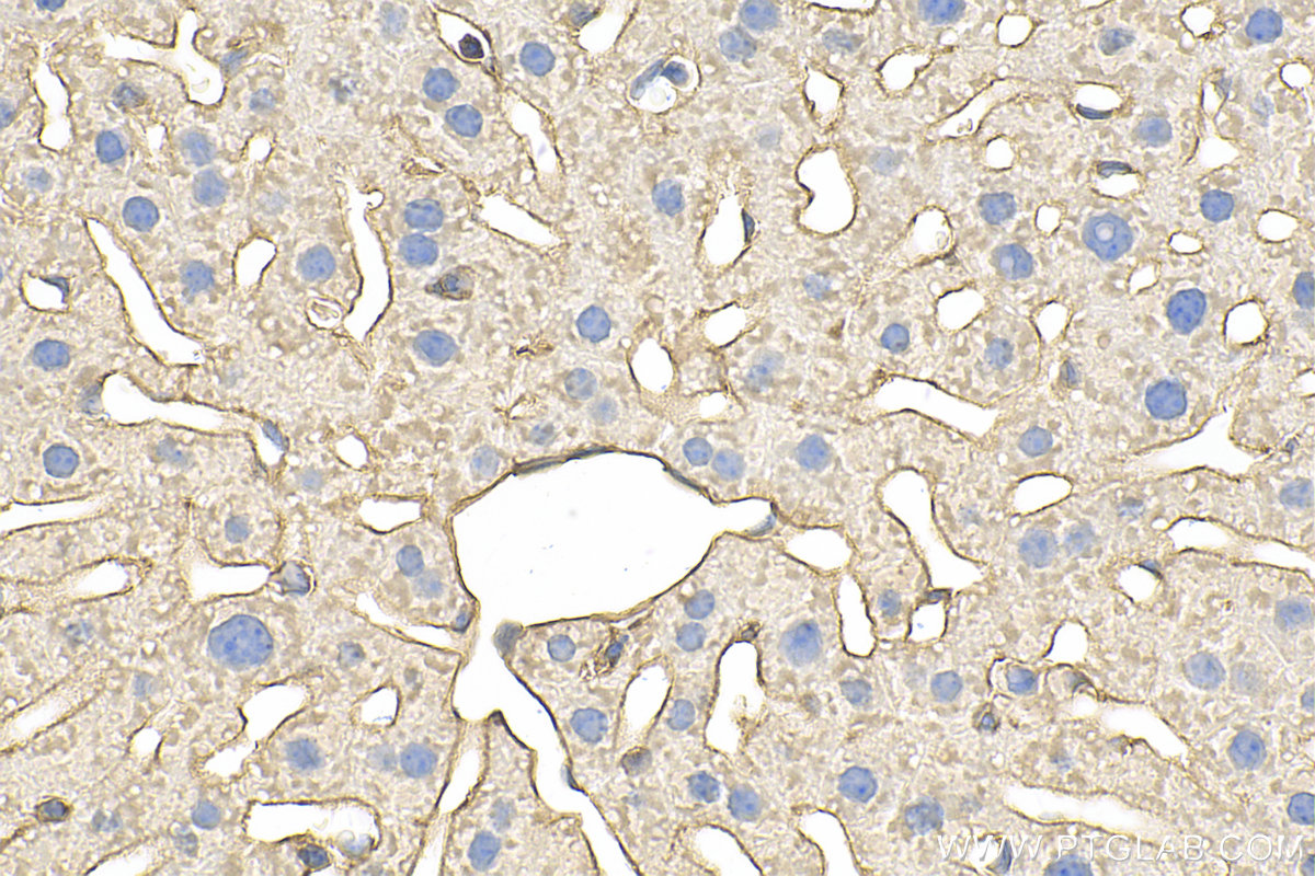 Immunohistochemistry (IHC) staining of mouse liver tissue using Annexin A2 Polyclonal antibody (11256-1-AP)