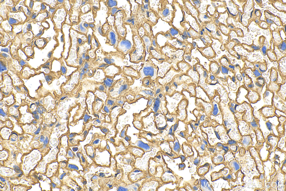 Immunohistochemistry (IHC) staining of mouse placenta tissue using Annexin A2 Polyclonal antibody (11256-1-AP)