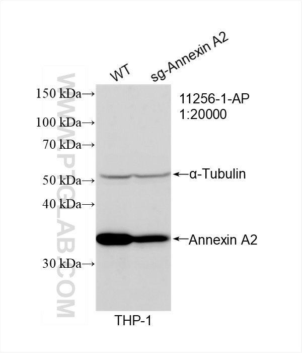 Western Blot (WB) analysis of THP-1 cells using Annexin A2 Polyclonal antibody (11256-1-AP)