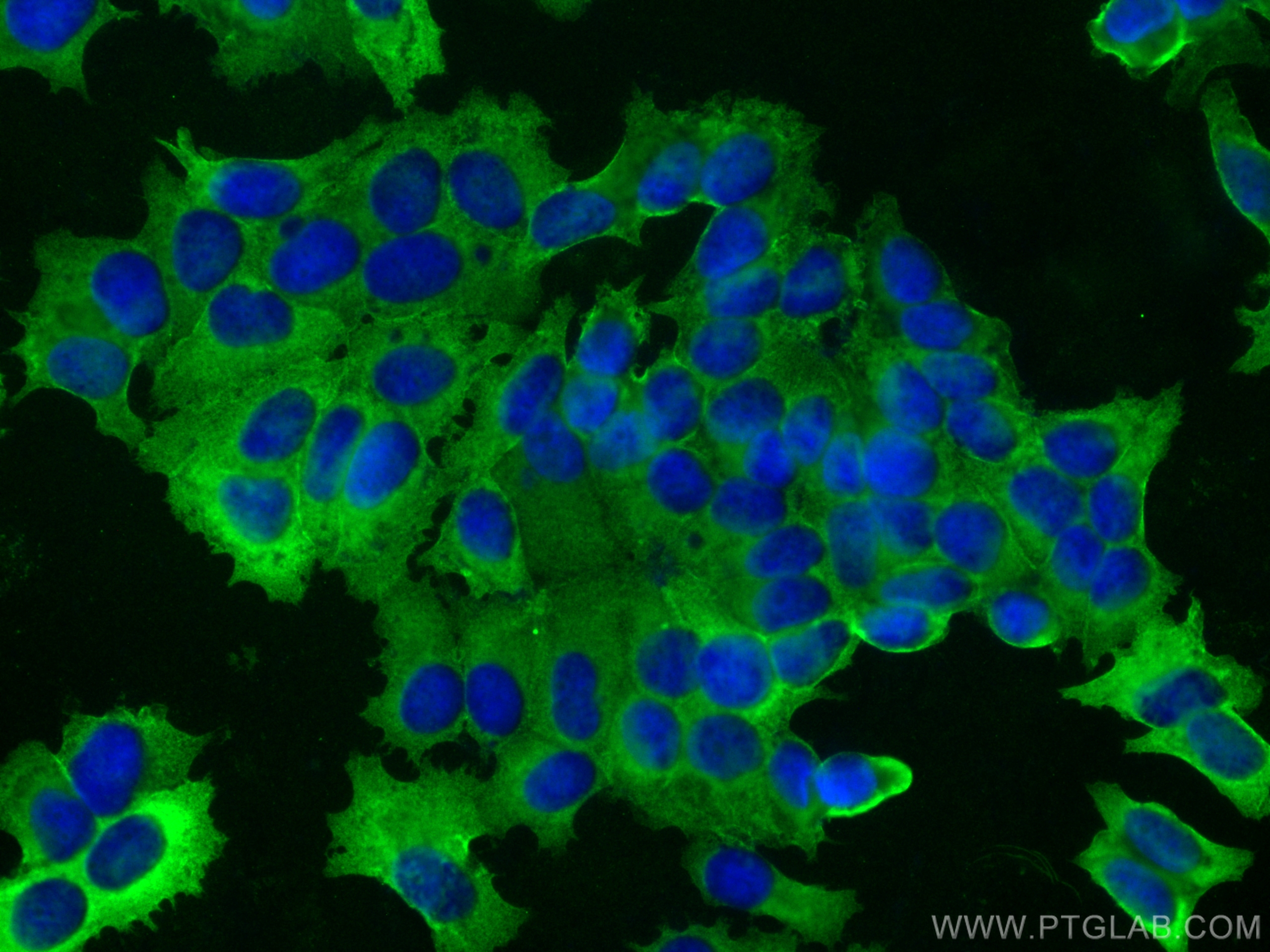 Immunofluorescence (IF) / fluorescent staining of MCF-7 cells using Annexin A2 Monoclonal antibody (60051-1-Ig)