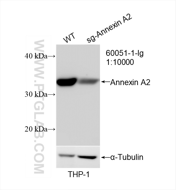 Western Blot (WB) analysis of THP-1 cells using Annexin A2 Monoclonal antibody (60051-1-Ig)