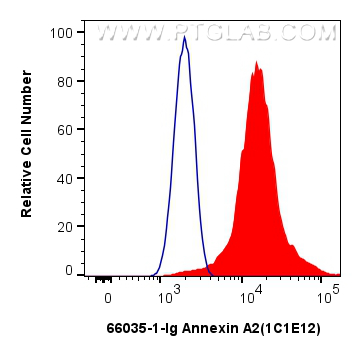 Flow cytometry (FC) experiment of HeLa cells using Annexin A2 Monoclonal antibody (66035-1-Ig)