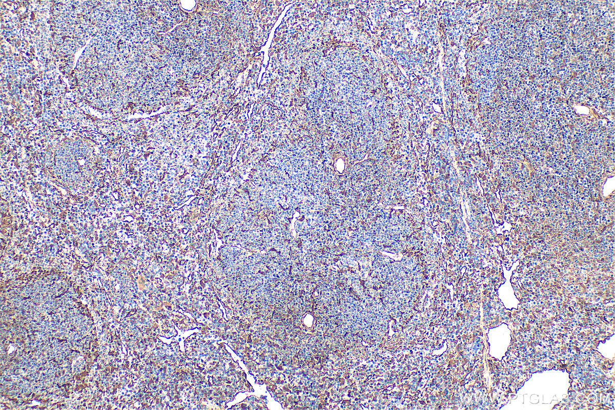 Immunohistochemistry (IHC) staining of mouse spleen tissue using Annexin V Polyclonal antibody (11060-1-AP)
