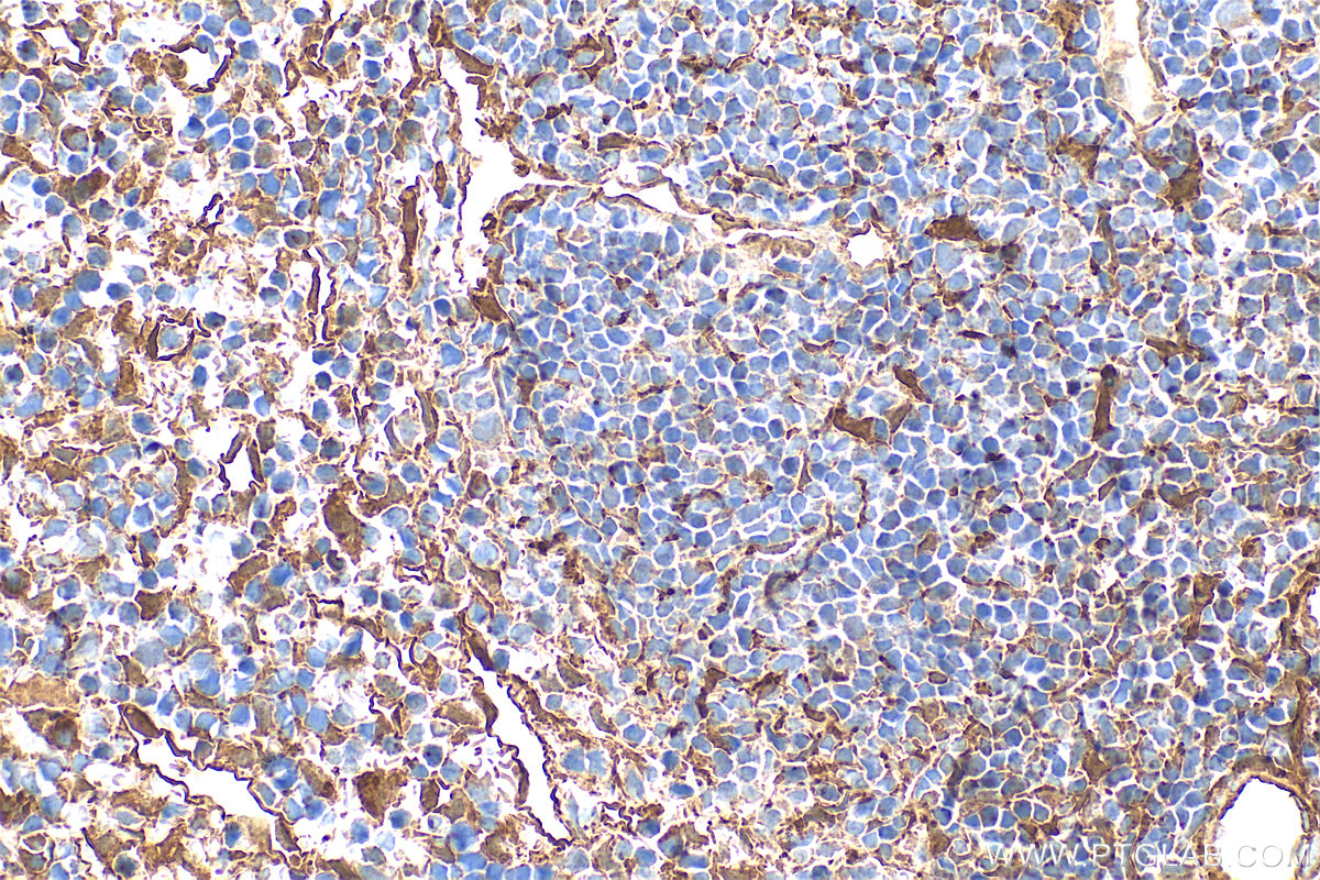 Immunohistochemistry (IHC) staining of mouse spleen tissue using Annexin V Polyclonal antibody (11060-1-AP)