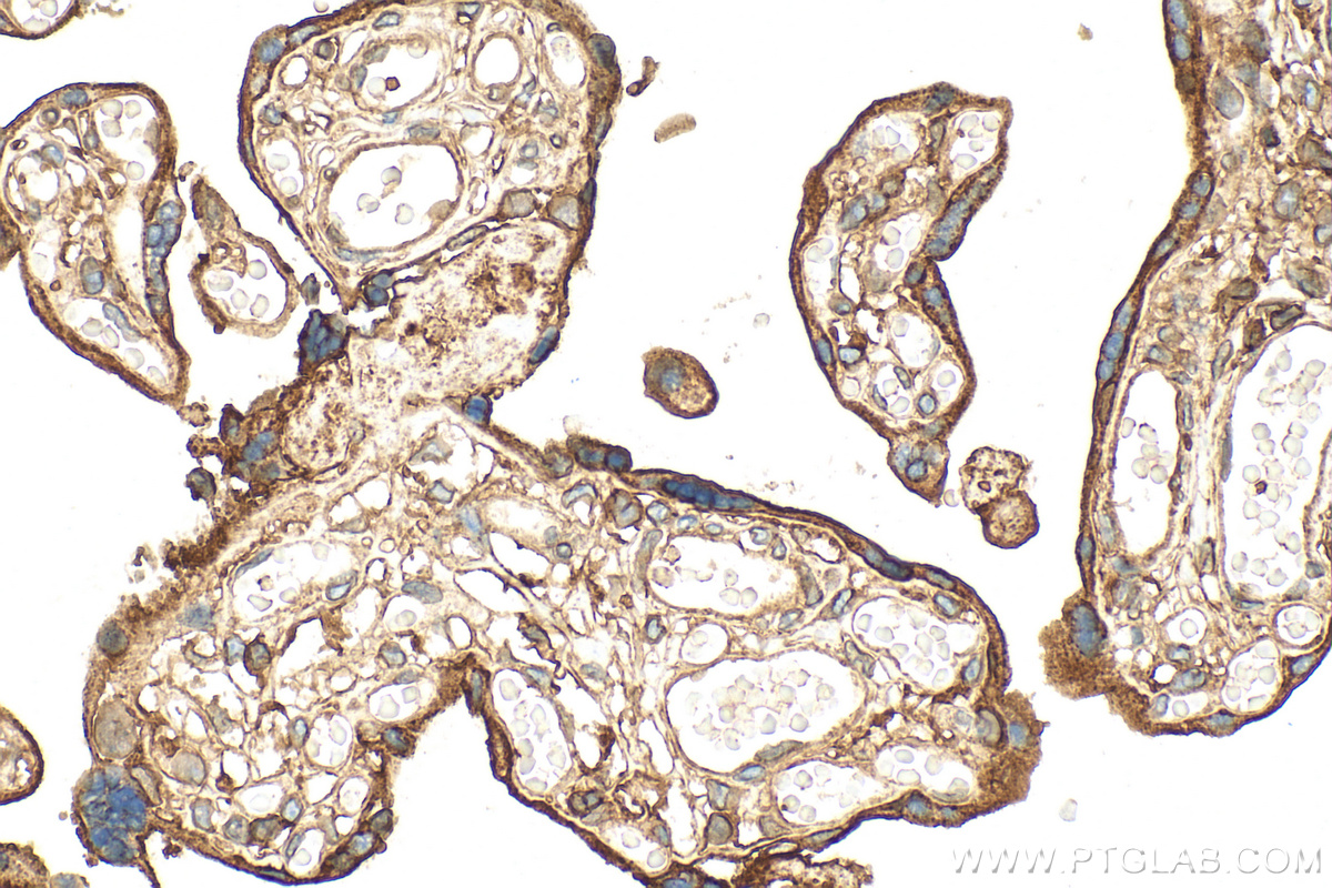 Immunohistochemistry (IHC) staining of human placenta tissue using Annexin V Polyclonal antibody (11060-1-AP)