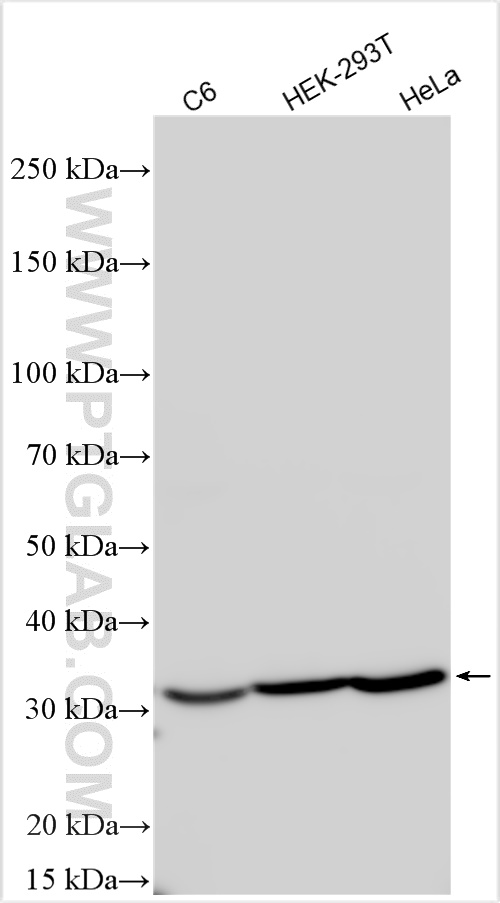 Western Blot (WB) analysis of various lysates using Annexin V Polyclonal antibody (11060-1-AP)