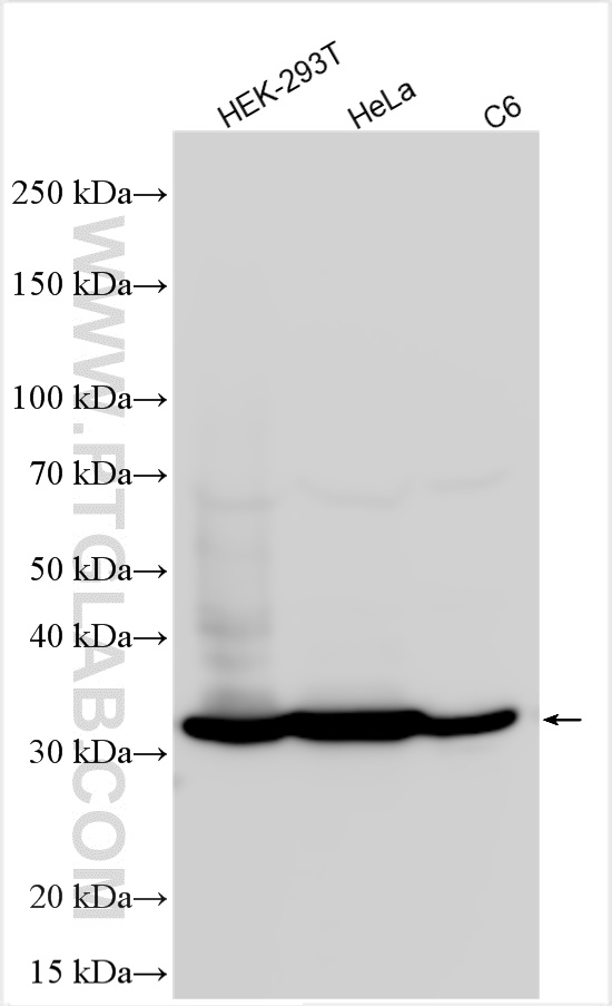 Western Blot (WB) analysis of various lysates using Annexin V Polyclonal antibody (11060-1-AP)