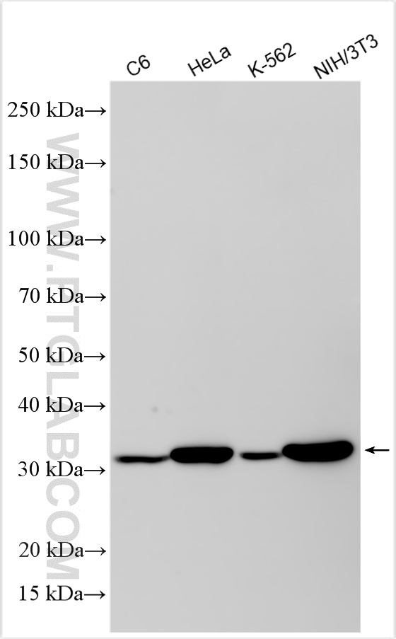 Western Blot (WB) analysis of various lysates using ANXA5 Recombinant antibody (83929-2-RR)