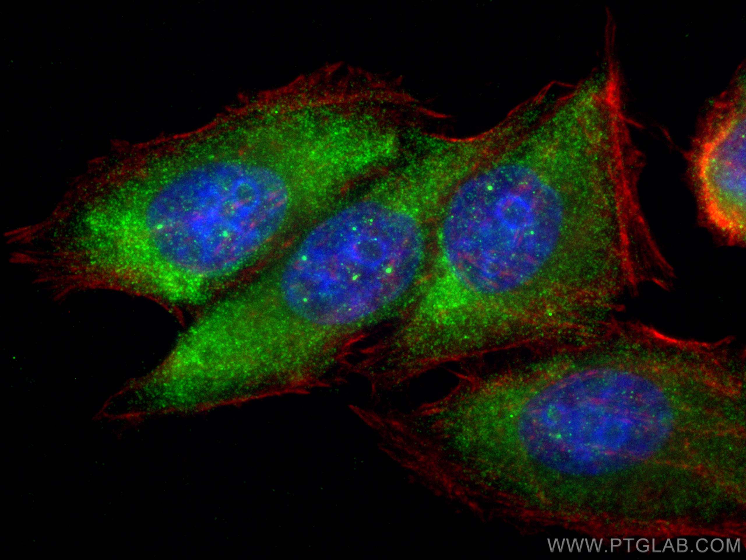 Immunofluorescence (IF) / fluorescent staining of HepG2 cells using Aldehyde oxidase Polyclonal antibody (19495-1-AP)